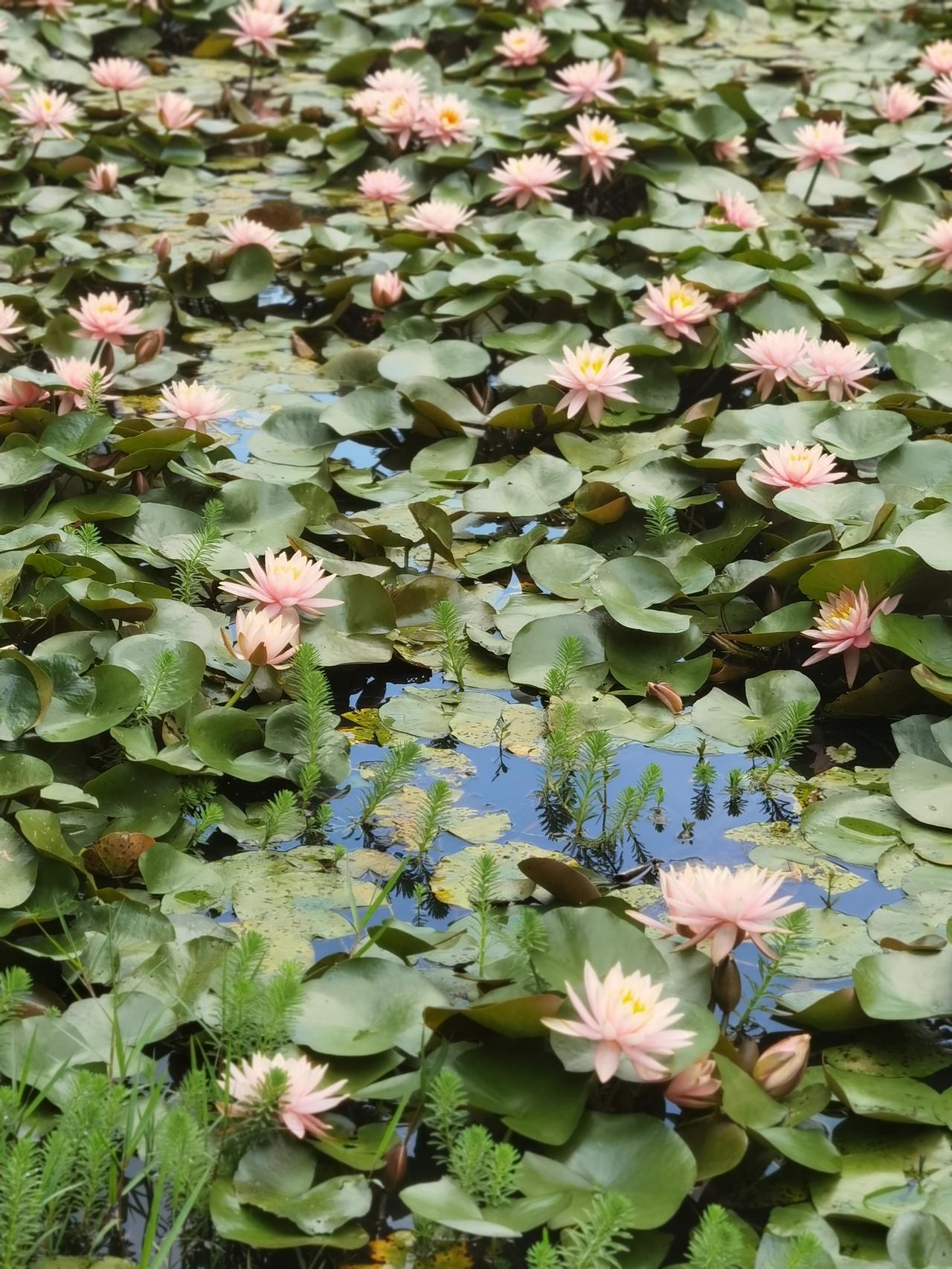 早安，愿日子清欢，万事顺遂。