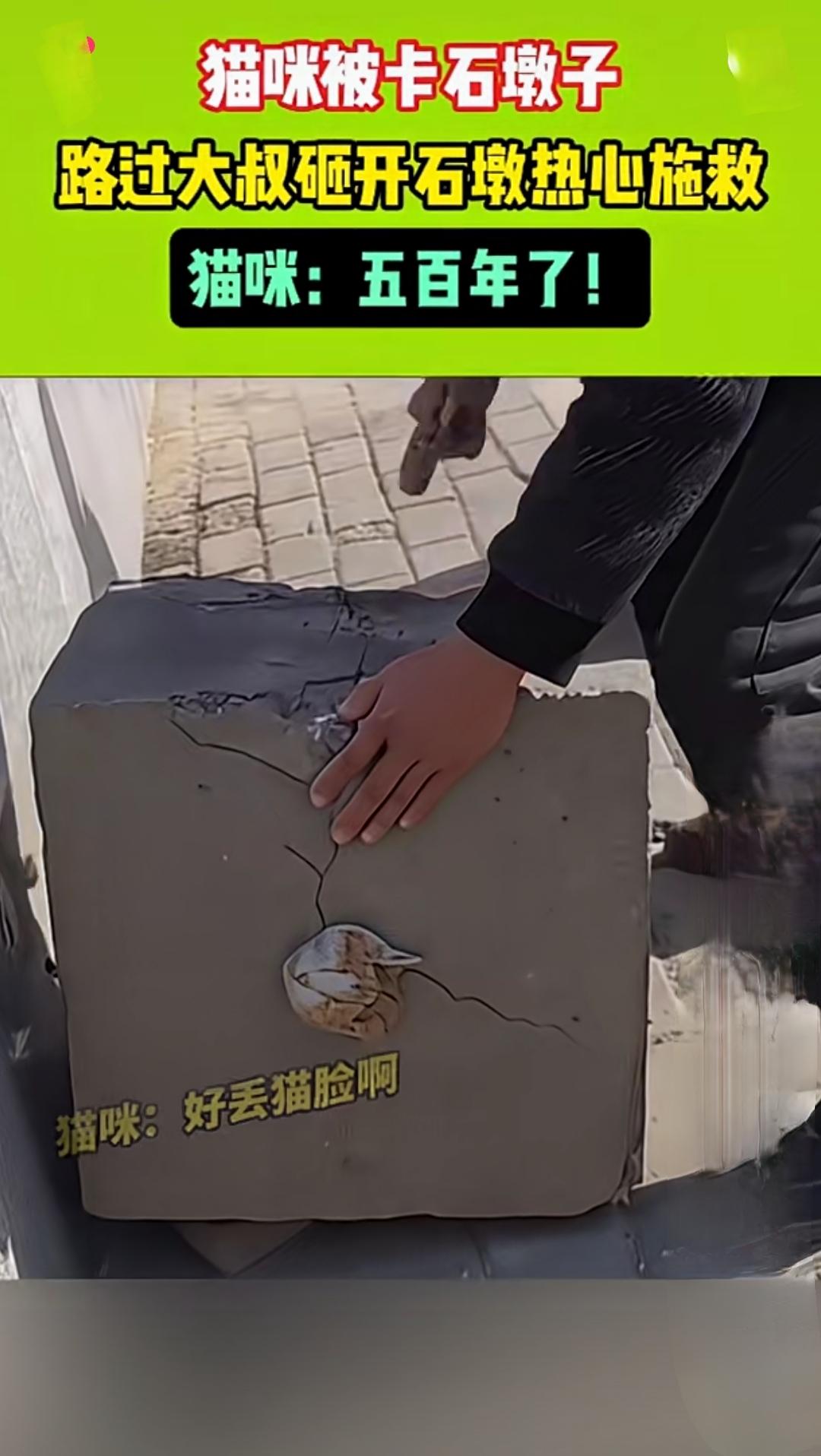 猫咪被卡石墩子，路过大叔砸开石墩热心施救。
你有没有遇到过这样的场景？一只毛茸茸