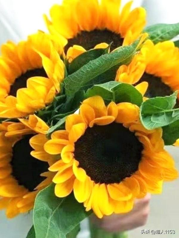 友们周末愉快！
美好的心情，
从我的问候开始！

开心的人最有福，
有福的人最健