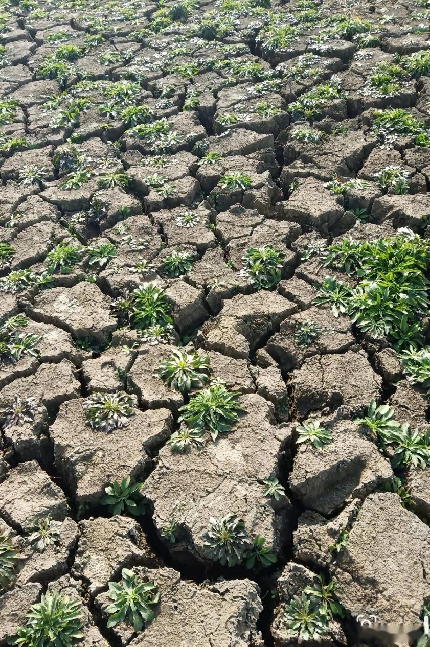 图一你哥哥姐姐的剧宣，图二我家雨霖铃的剧宣…为什么旱，因为正午阳光大…为什么取名