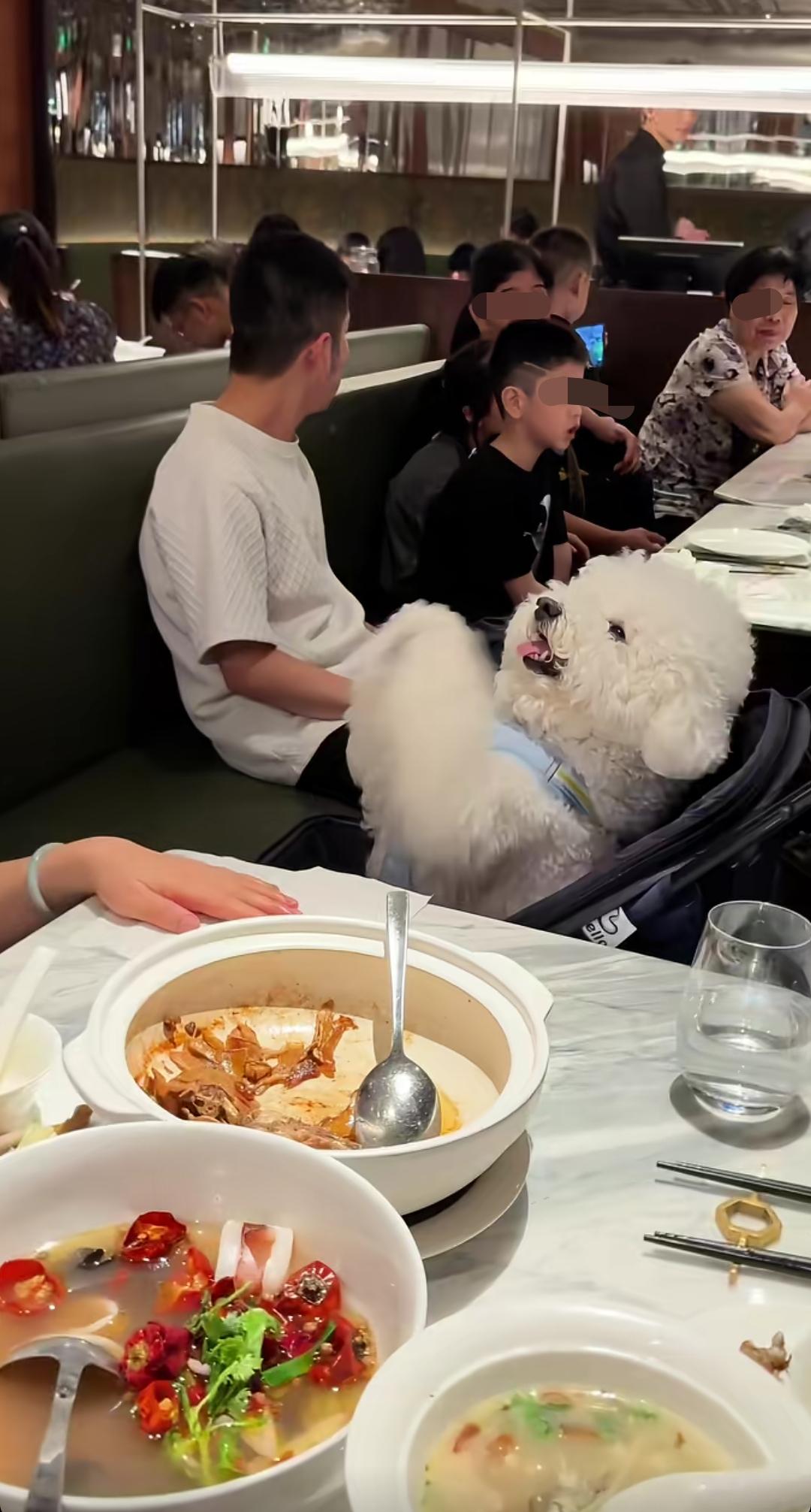 一家生意非常好的餐馆内，一只宠物狗“正襟危坐”的坐在椅子上，向它的主人“磕头”道