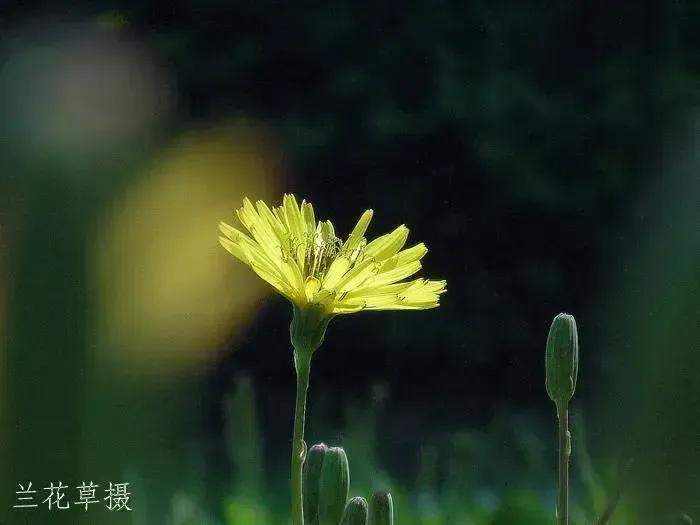 苦荬开花，独具一格。
松下相机拍摄于家屋边的旮旯堆里。