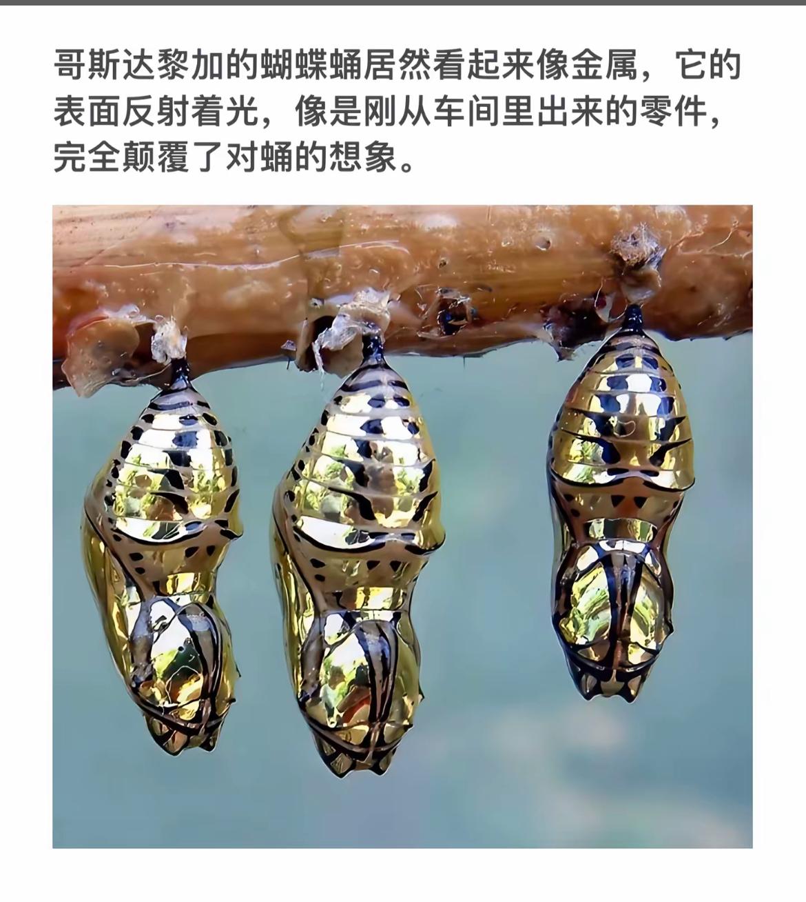 哥斯达黎加的金属蝴蝶蛹，颠覆你对蛹的想象！