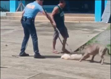 天才白狗装死逃过一劫 ​​​