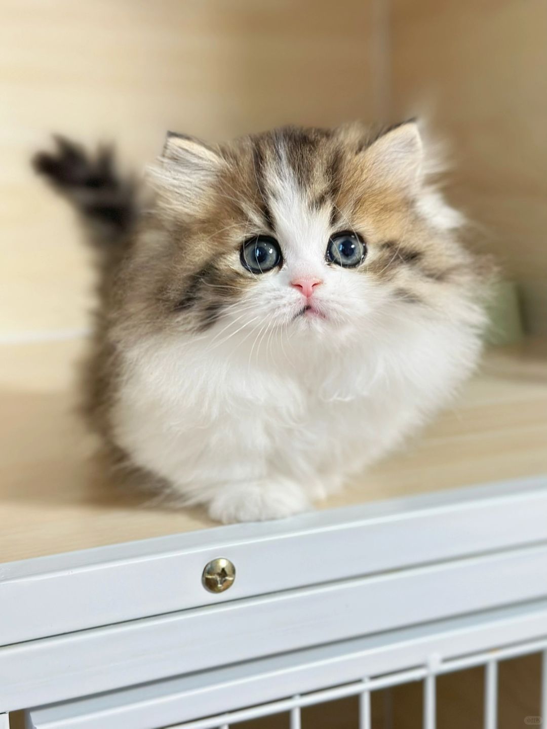 小毛霸金白拿破仑矮脚猫