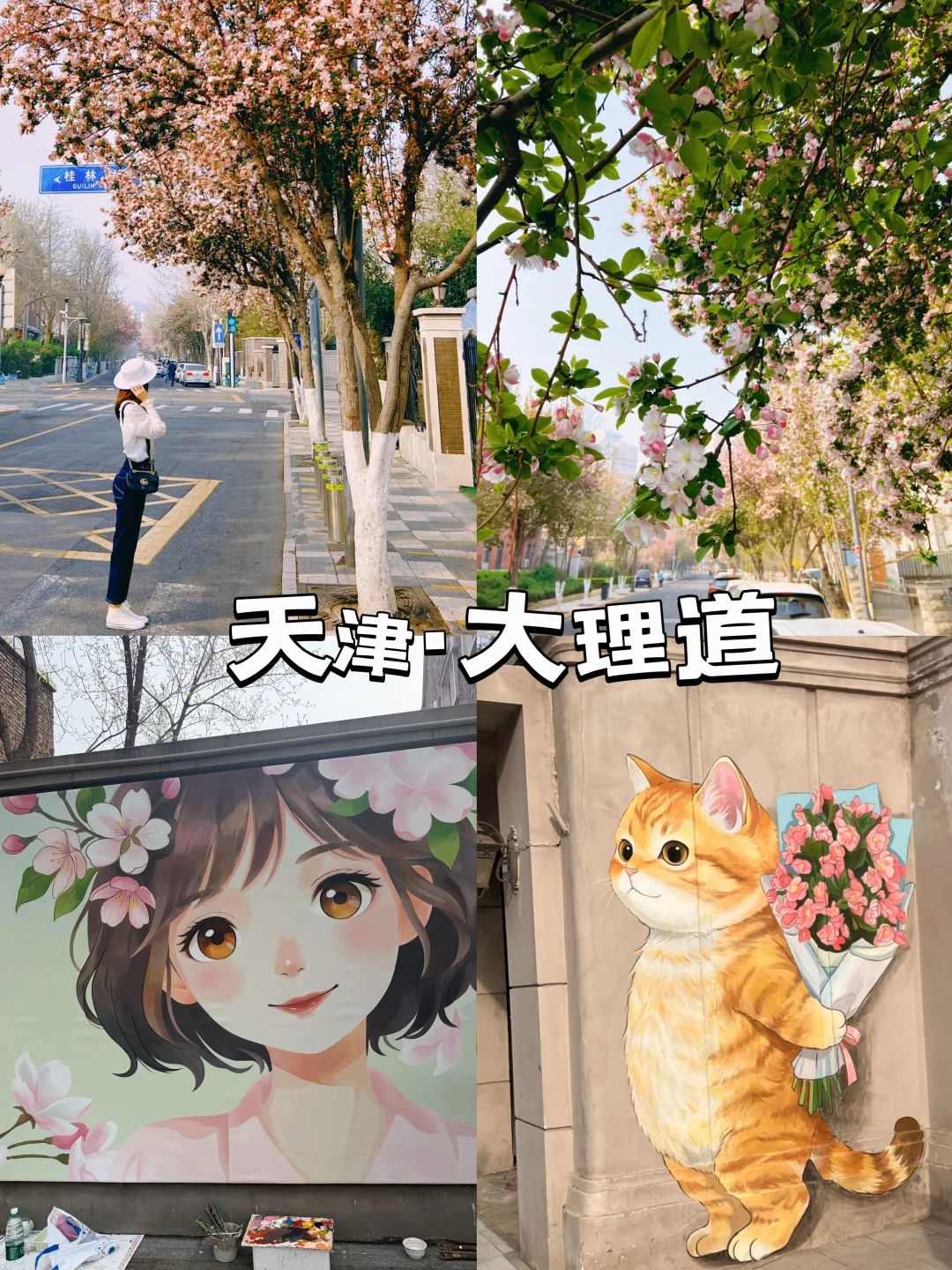 别等啦！天津大理道海棠花本周将开爆📷