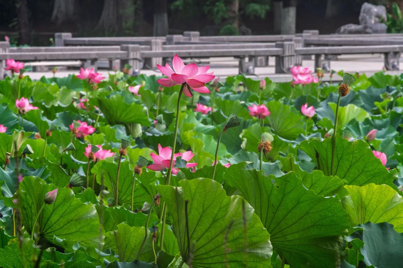 南京玄武湖。南京玄武湖正是赏荷好时节 夏有荷花满池塘 诗情画意的荷塘美景 园林赏