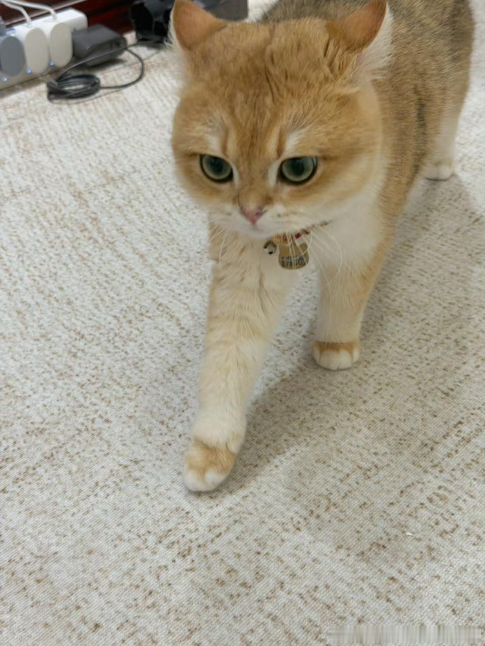 这猫看着好傻 