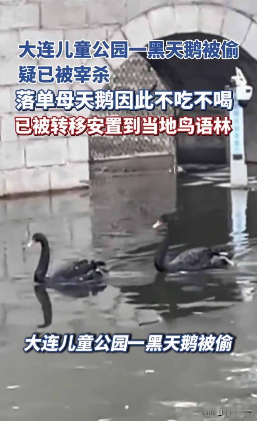 大连一公园的黑天鹅疑似被小偷偷走吃了！

2025年12月31日凌晨0点58分：