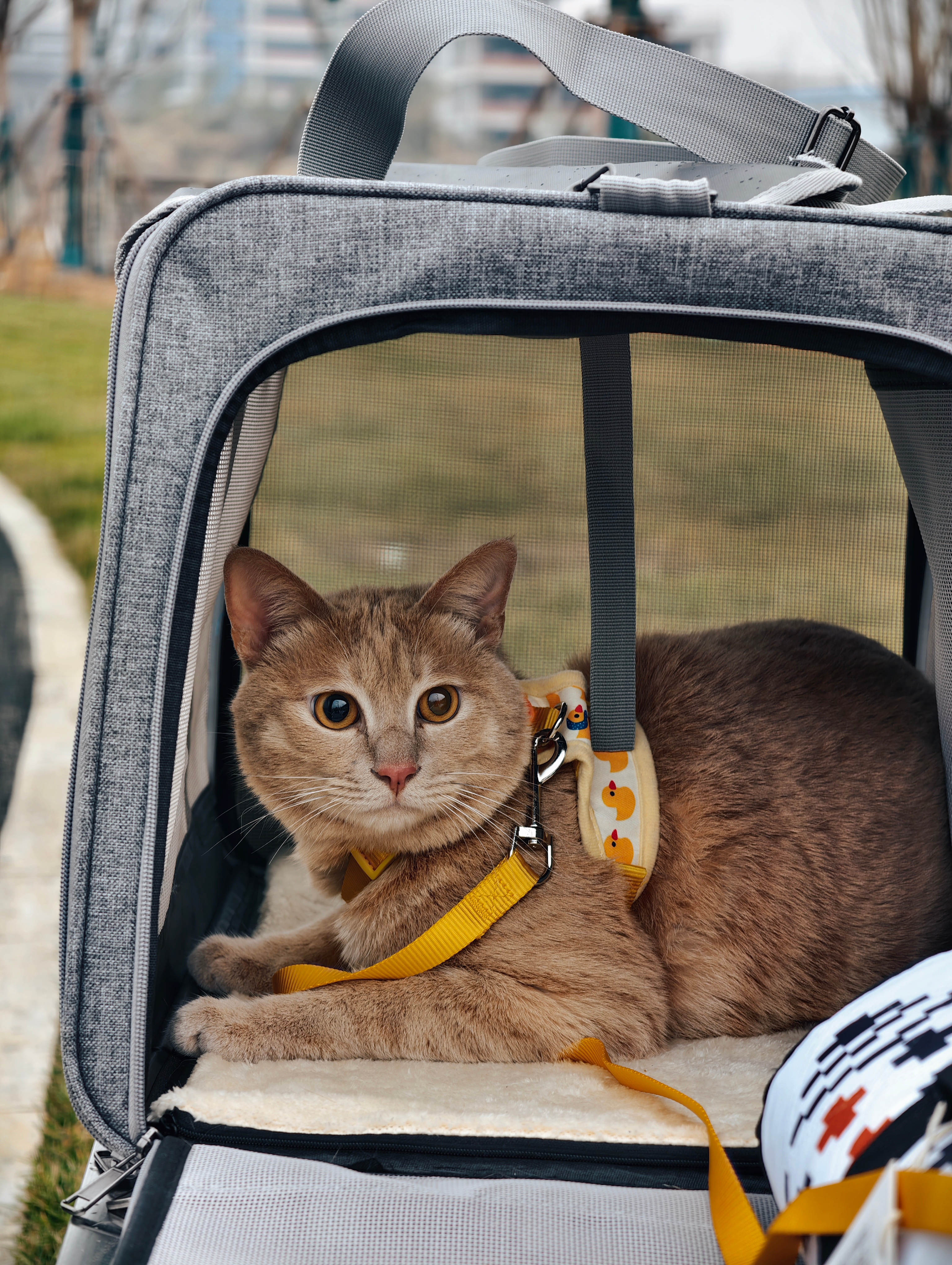 过年放假模式已开启大家专心放假！我派我的傻儿子来站岗🫡橘子来了