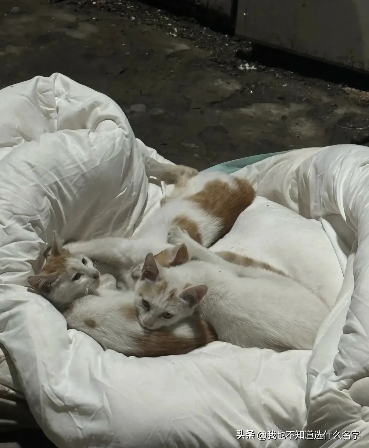 别人丢出去的被子是小流浪最心爱的小窝天冷了，垃圾桶旁有一床别个丢出来的被子，一会