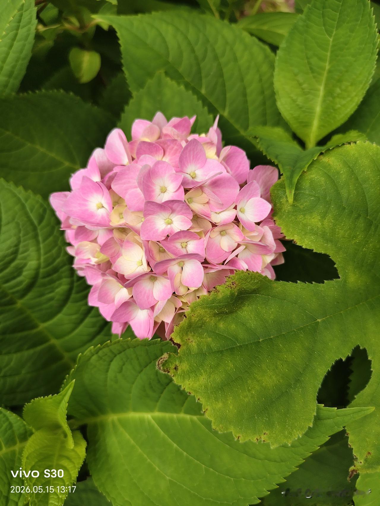 真心话茶局