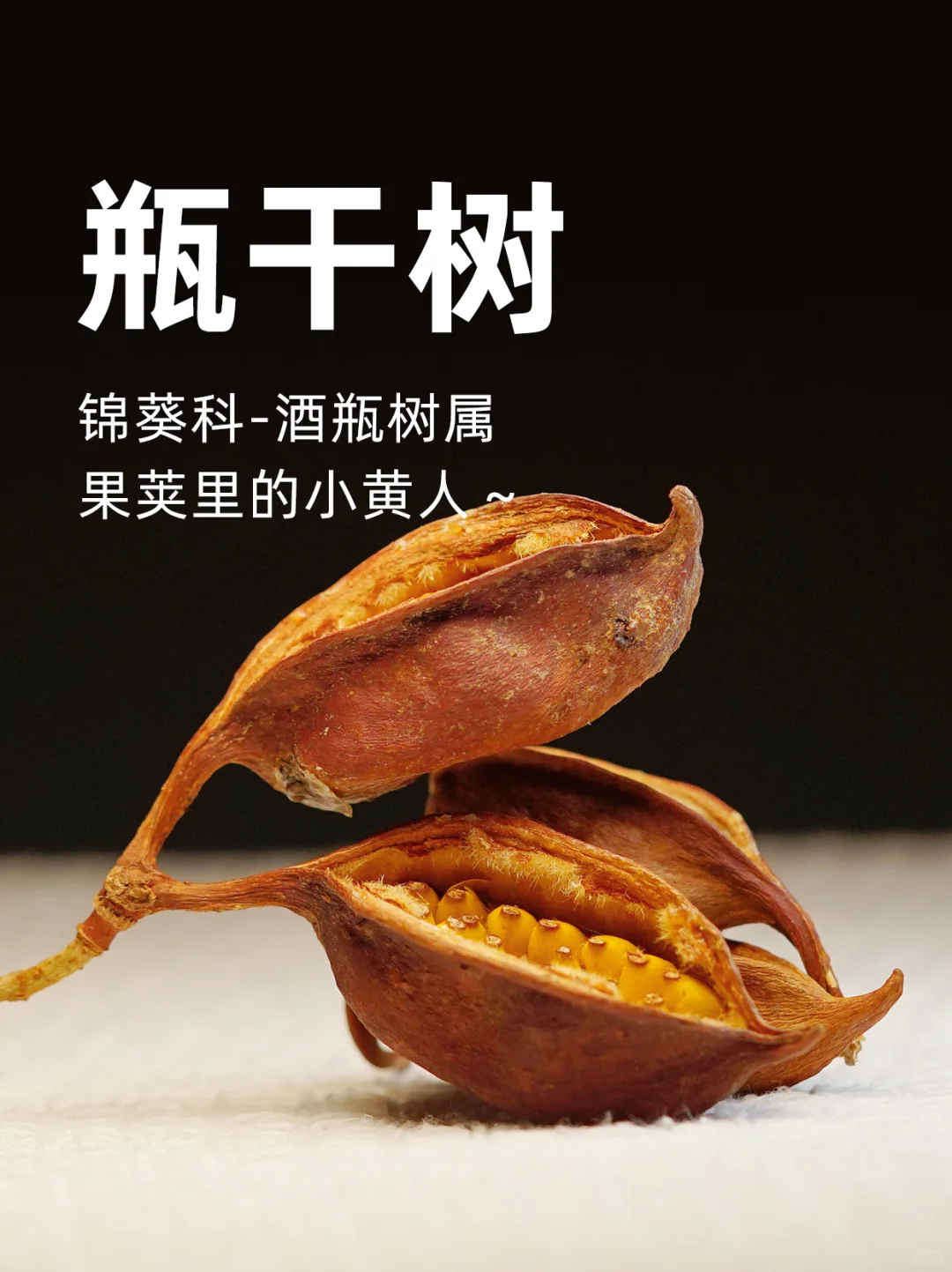 果荚里的小黄人：酒瓶干树种子的成长之旅
