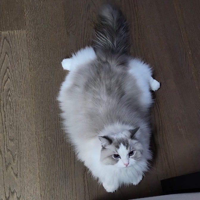 忽然很想念露西会开猫托车毛茸茸胖乎乎无念想ver.大皮卡（误）🥹🥹🫳🏻?