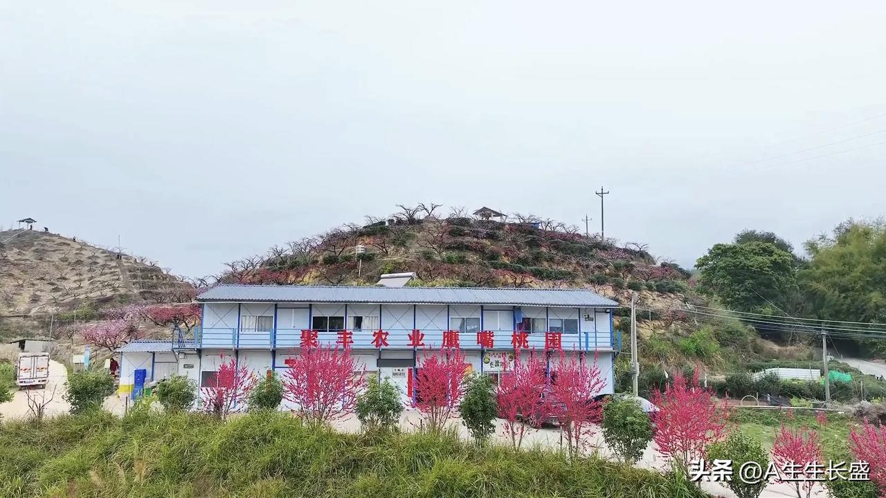 桃花盛开迎客来，红红火火桃花园，游人打卡拍照乐融融，真是休闲好去处！