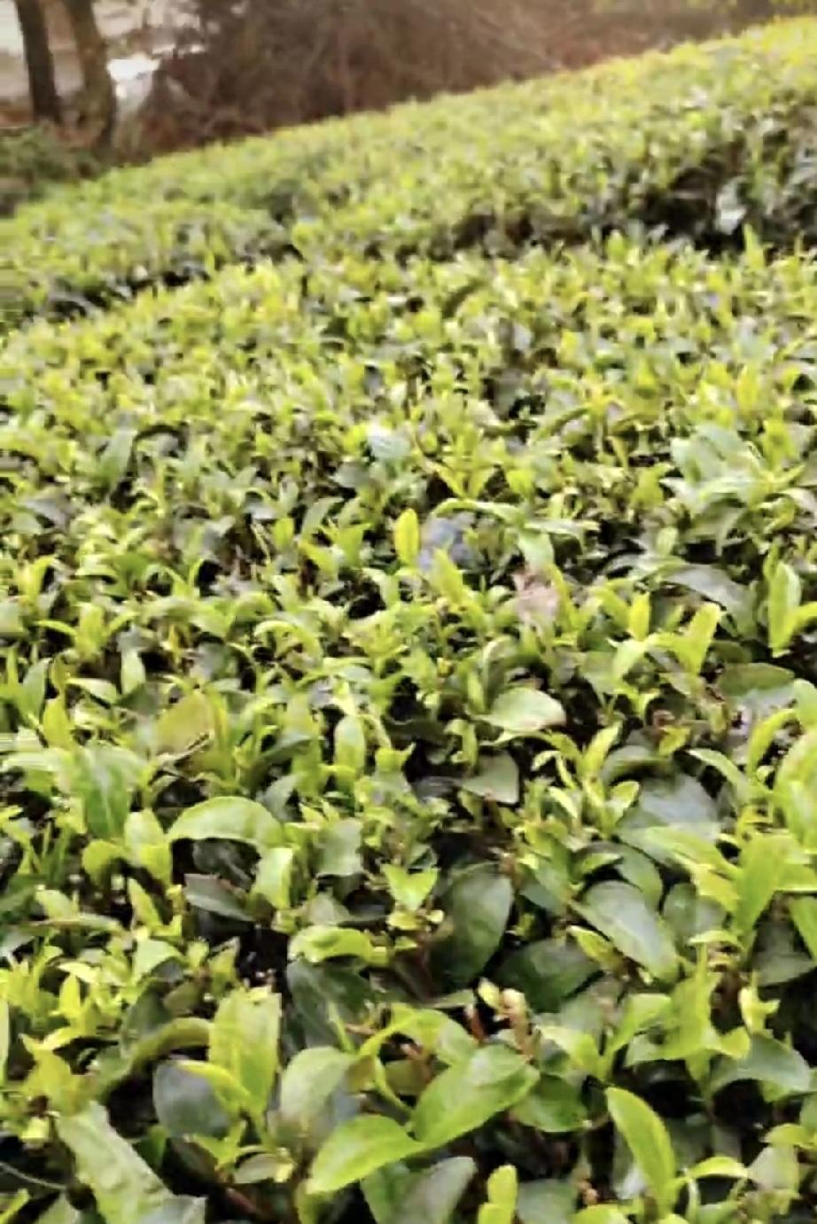 春分的茶香又飘逸，台湾的茶，它卖给哪里。台湾茶的品种，有日月潭的红茶，也有乌龙茶