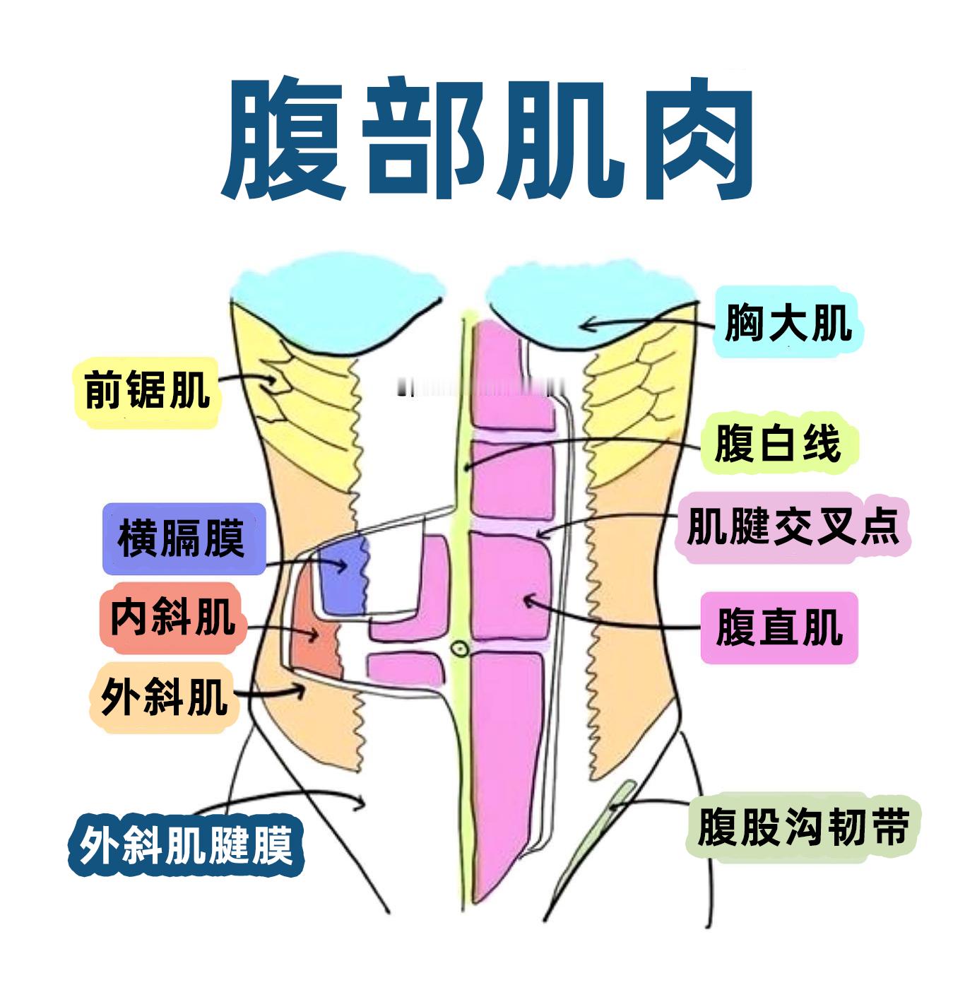 每天学会1个康复知识 一张图来认识你的腹部肌肉，不要再哐哐只练腹肌了朋友们[并不