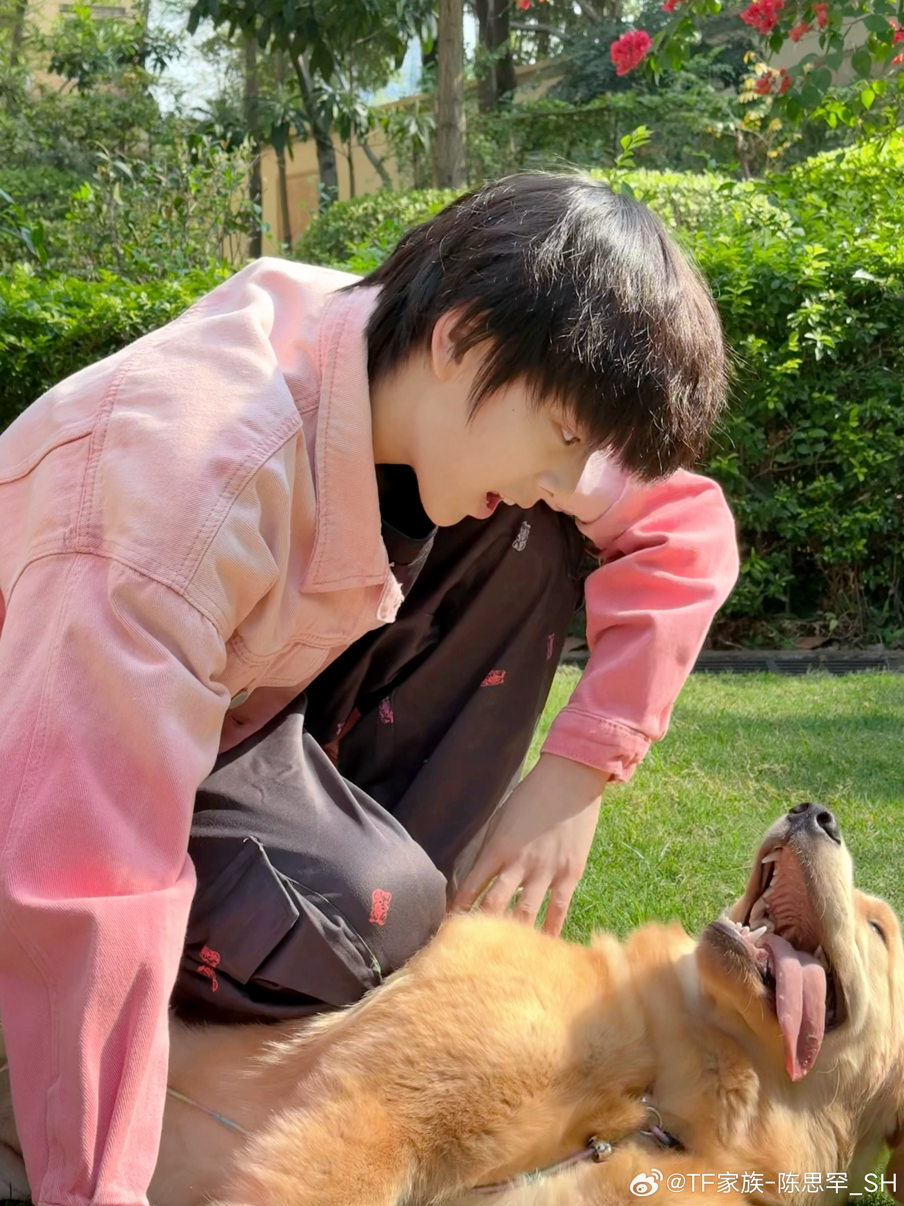 有两只小狗在对视 