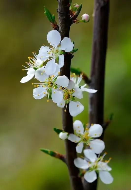 上联：？？？
下联：冰融雪化枝萌芽。