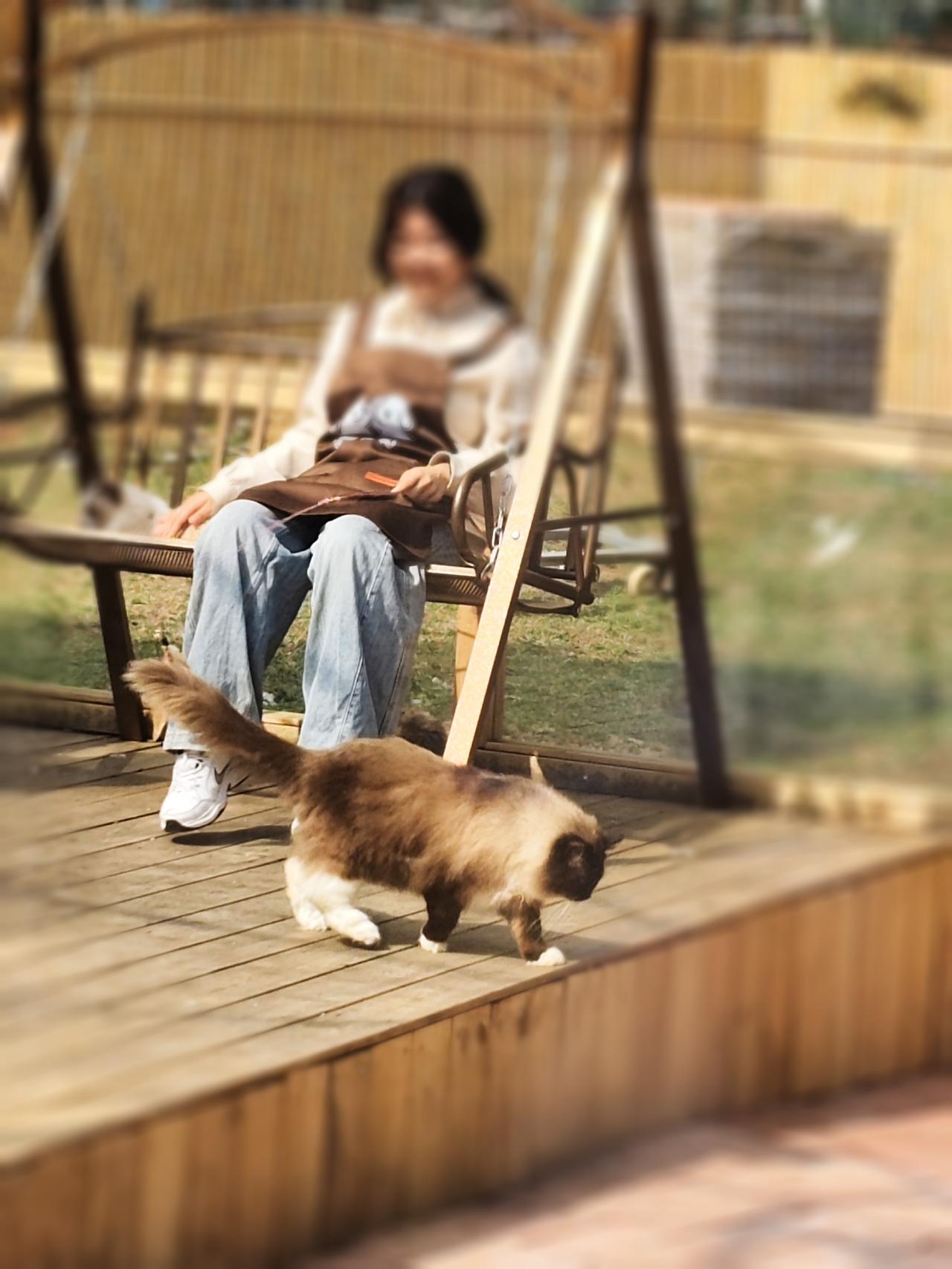 放松解压可以去逗逗猫！前几天，我和老头去园博园遛弯，在将要走出园博园大门的时候，