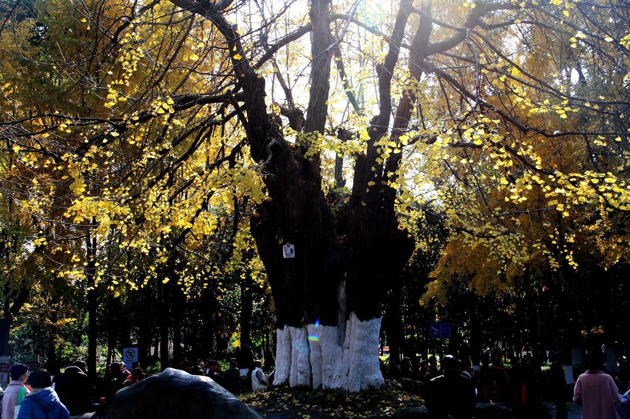 【百花潭公园银杏叶落了】20241216

    前日，从青羊宫出来后，就去了