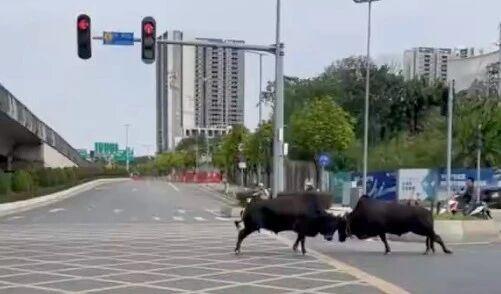 广州番禺两头黄牛马路 “对峙干架”



近日，市民张女士途经广州番禺南大干线某