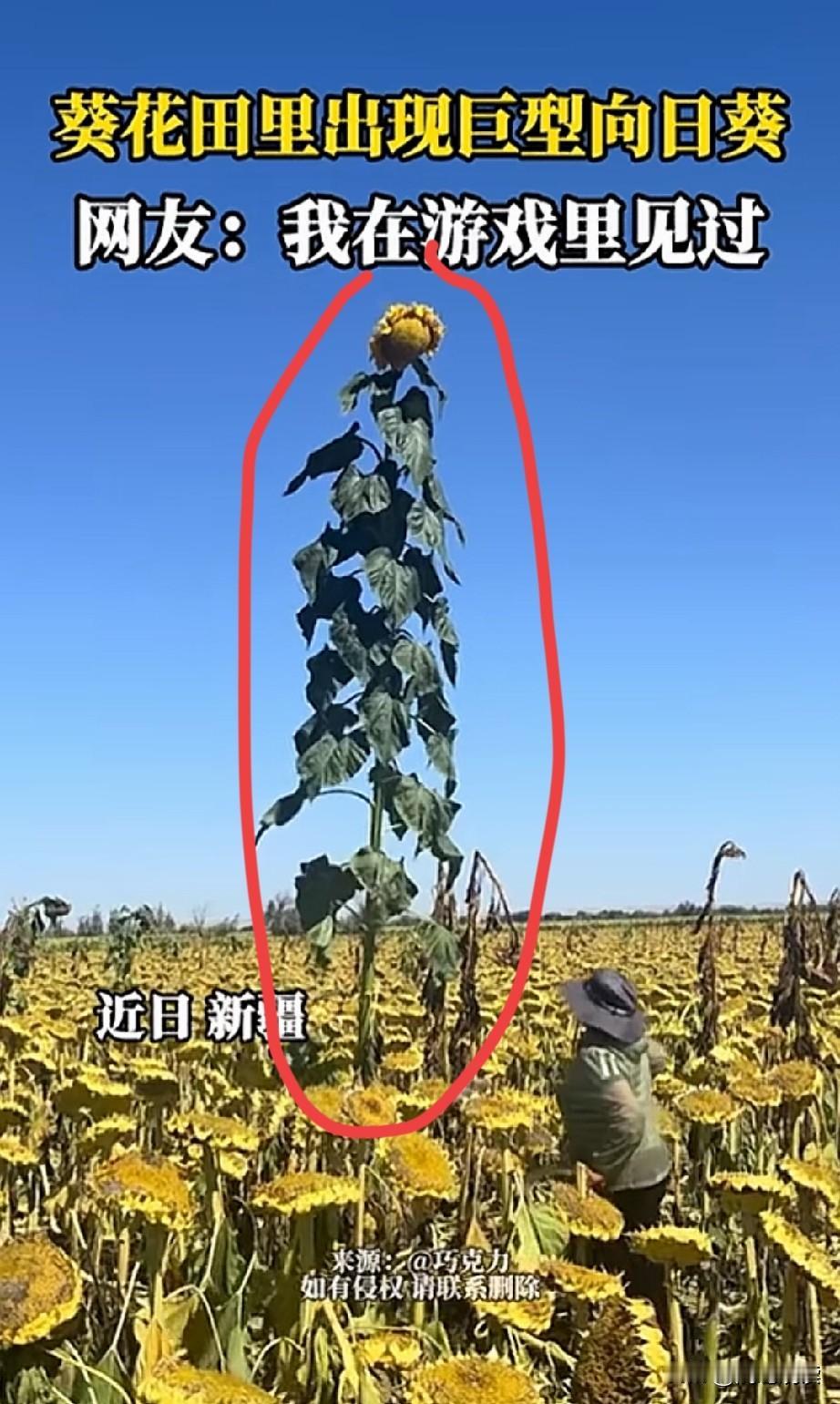 遇到现实中的“一举夺魁”和“显眼包”了！这是今天两段视频的截图，一个是一位村民的