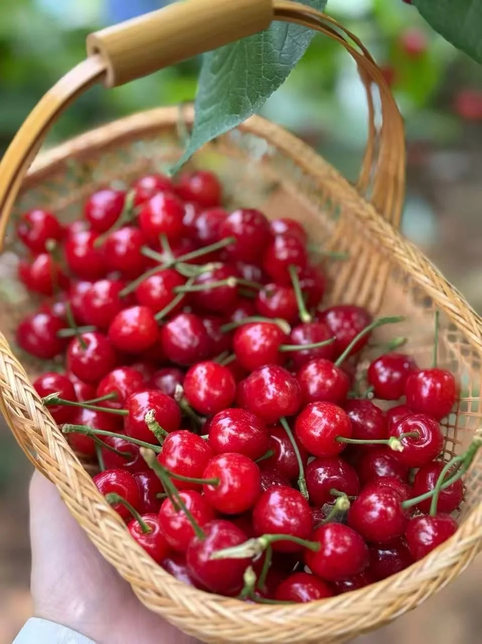 苦苦等了一年，却也只能吃20天，真的很美味