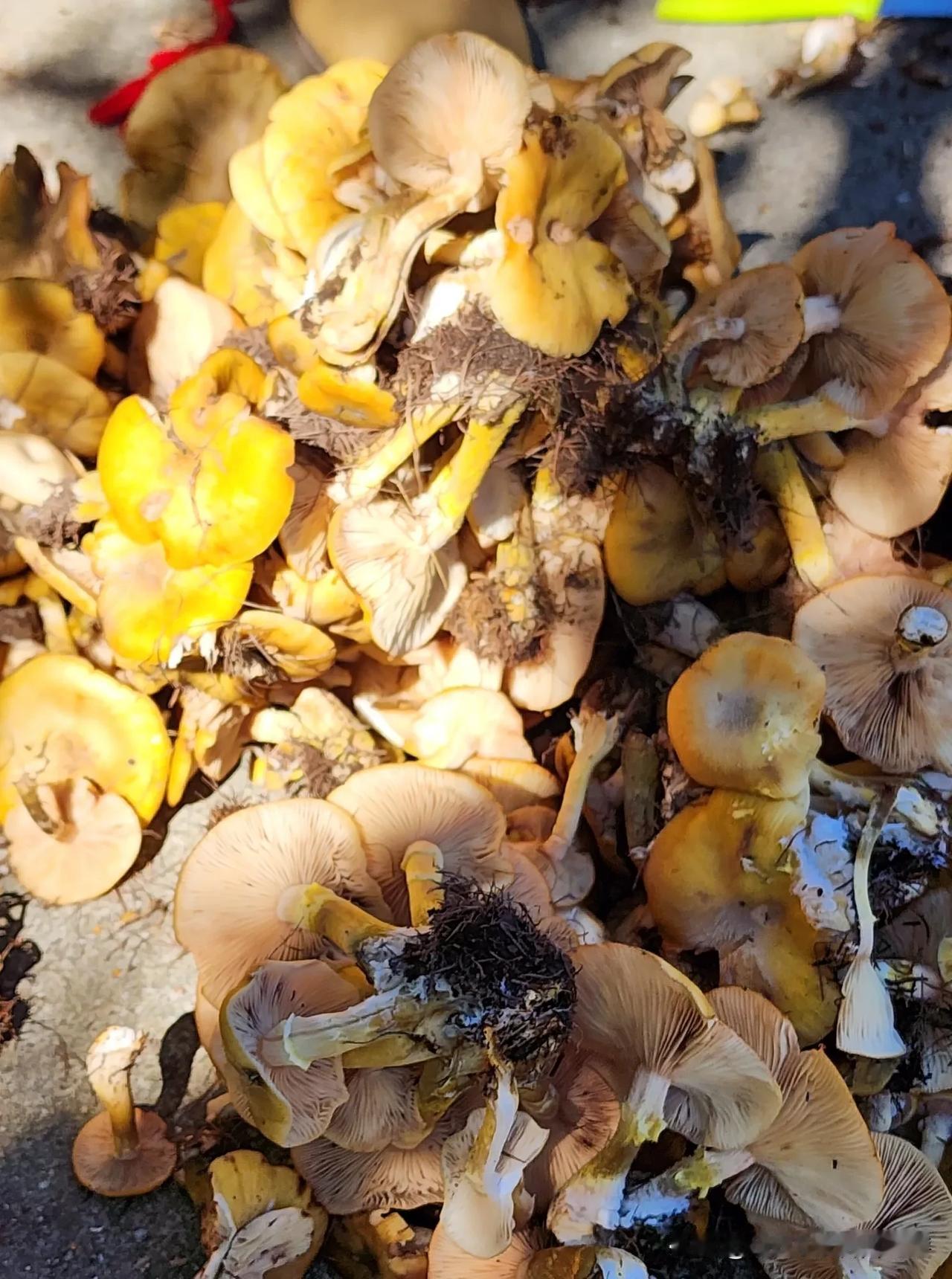 为啥黄岗梁的长的这样呢？绒毛、水沁环特征都有，但是颜色黄色的？！连林地白菇都是浅
