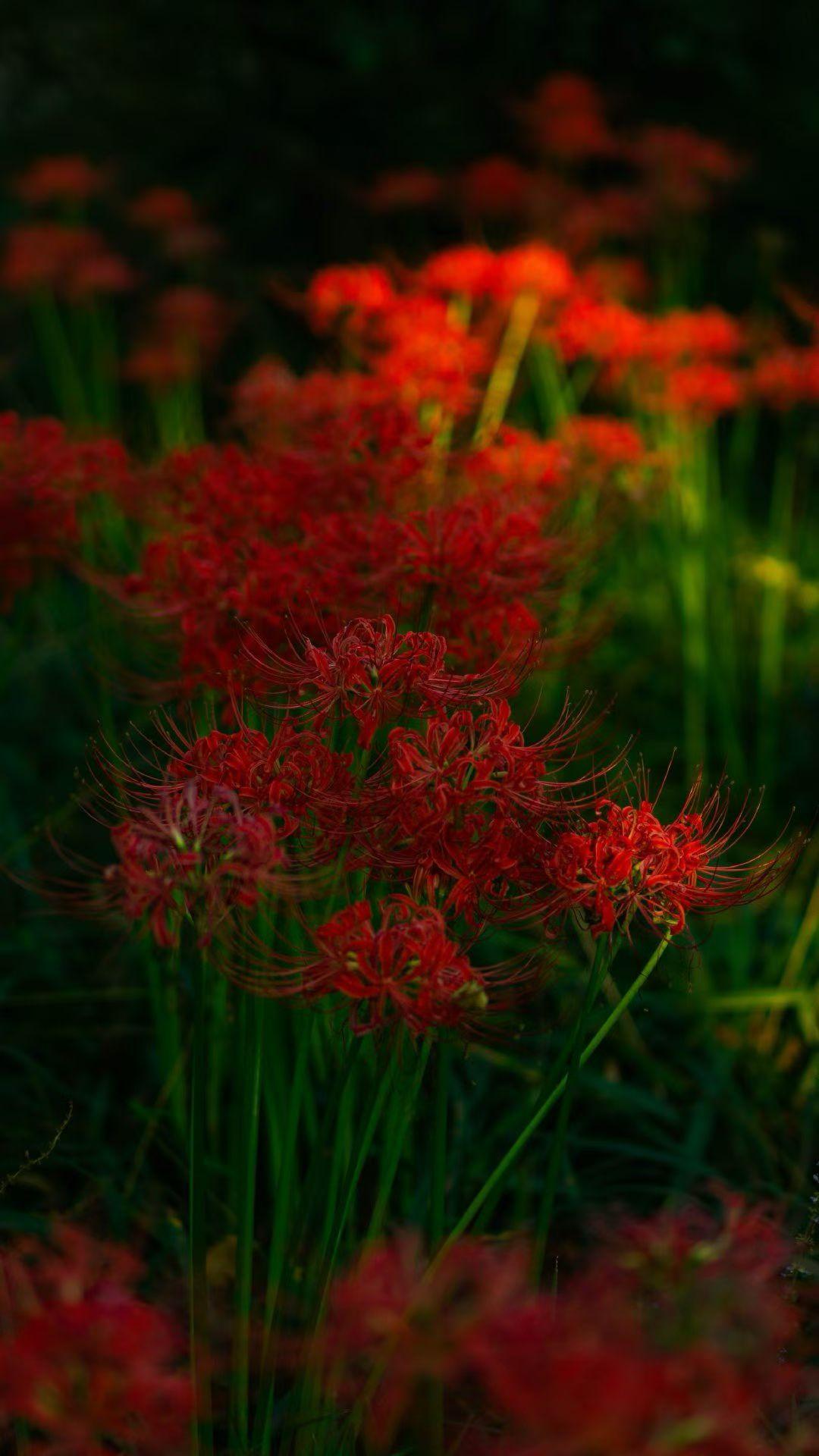 世界上唯一绝对公平的，是啥？世上唯一公平的人人都终将死去。无论贫富贵贱，无论男女