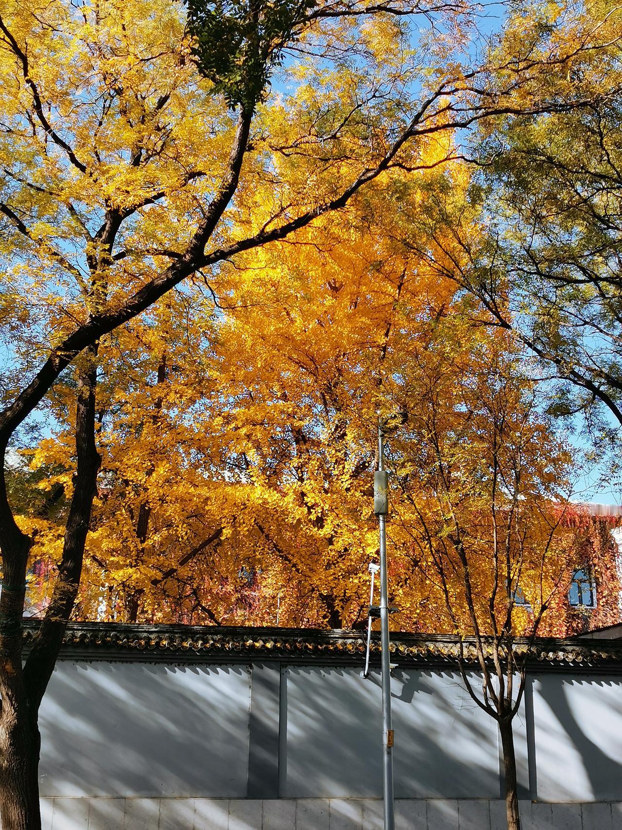可以分享一张秋景树叶的照片吗北京台基厂大街的秋景，满城尽带黄金甲。
