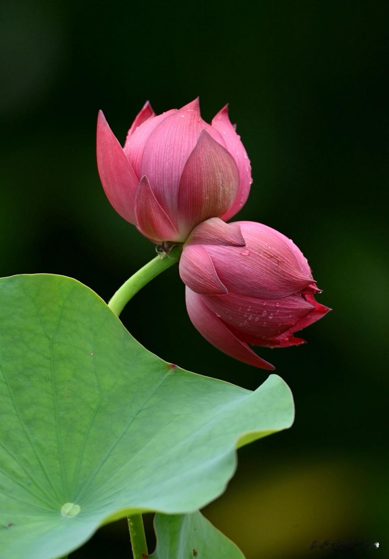 🌼²⁰²⁶/₀₇.₂₂ᵕ̈ᵕ̈周三｜自在安好🍃🍒🍑🍀🪷
晓风携凉意，