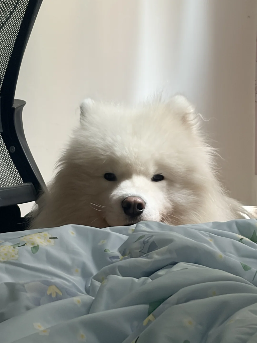 被萌兽盯上了