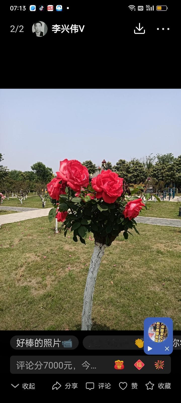 两岸一心和平统一
…………藏头诗…………
文/李兴伟
两岸情谊一家亲，
岸畔娇娥