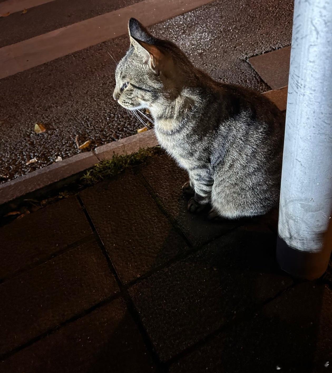 随手拍捕捉一只小可爱！ 