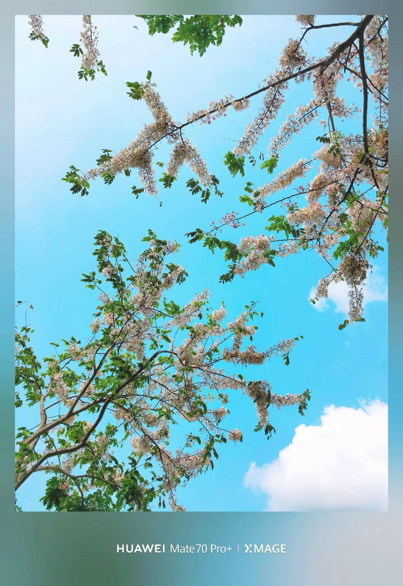 谁说Mate70 Pro＋拍照不好看的。升级6.0系统后的mate70pro+影