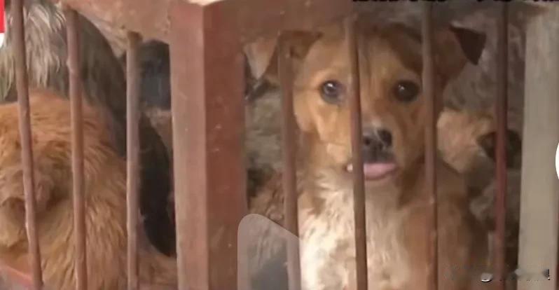 狗贩子用食诱抓捕宠物狗送去狗肉馆，狗肉馆里关押着好多名贵犬种，金毛，马犬，拉布拉