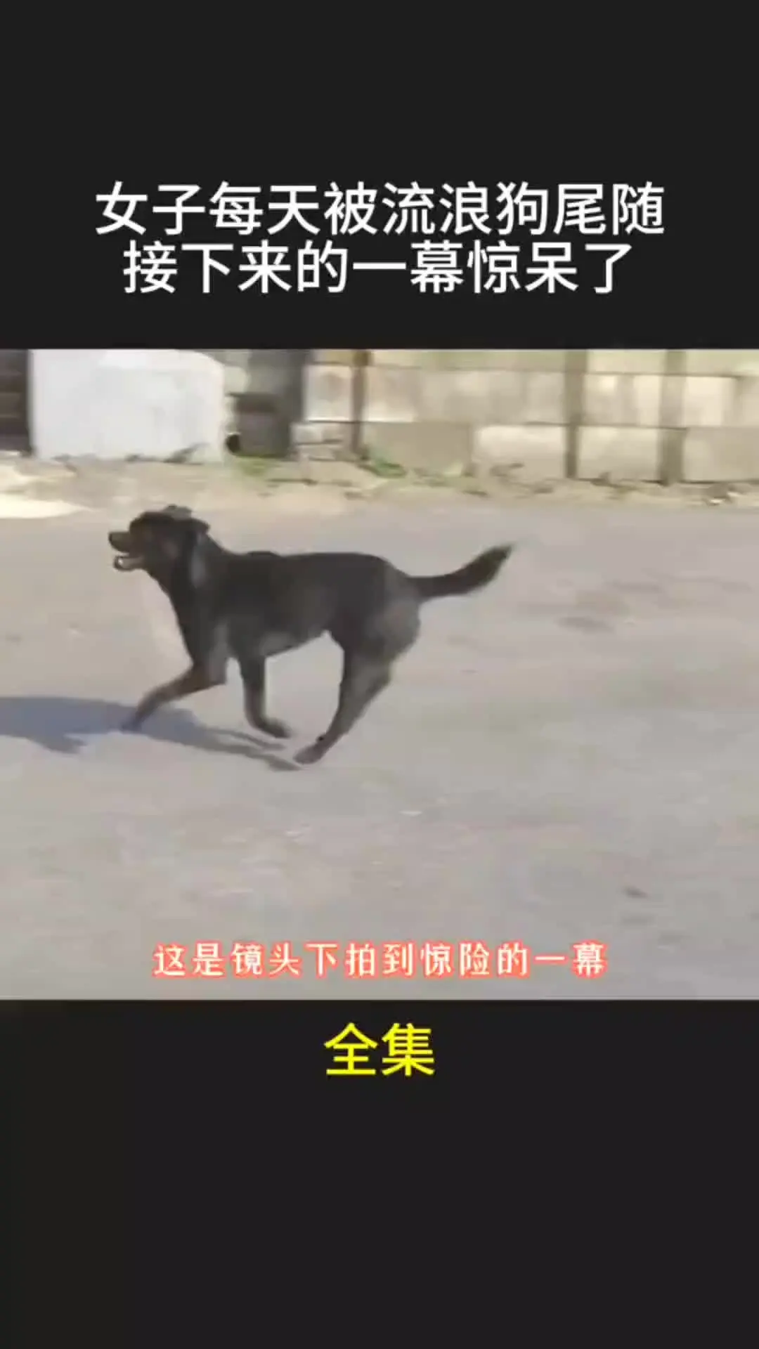 我的观影报告 动物的迷惑行为 万物皆有灵性