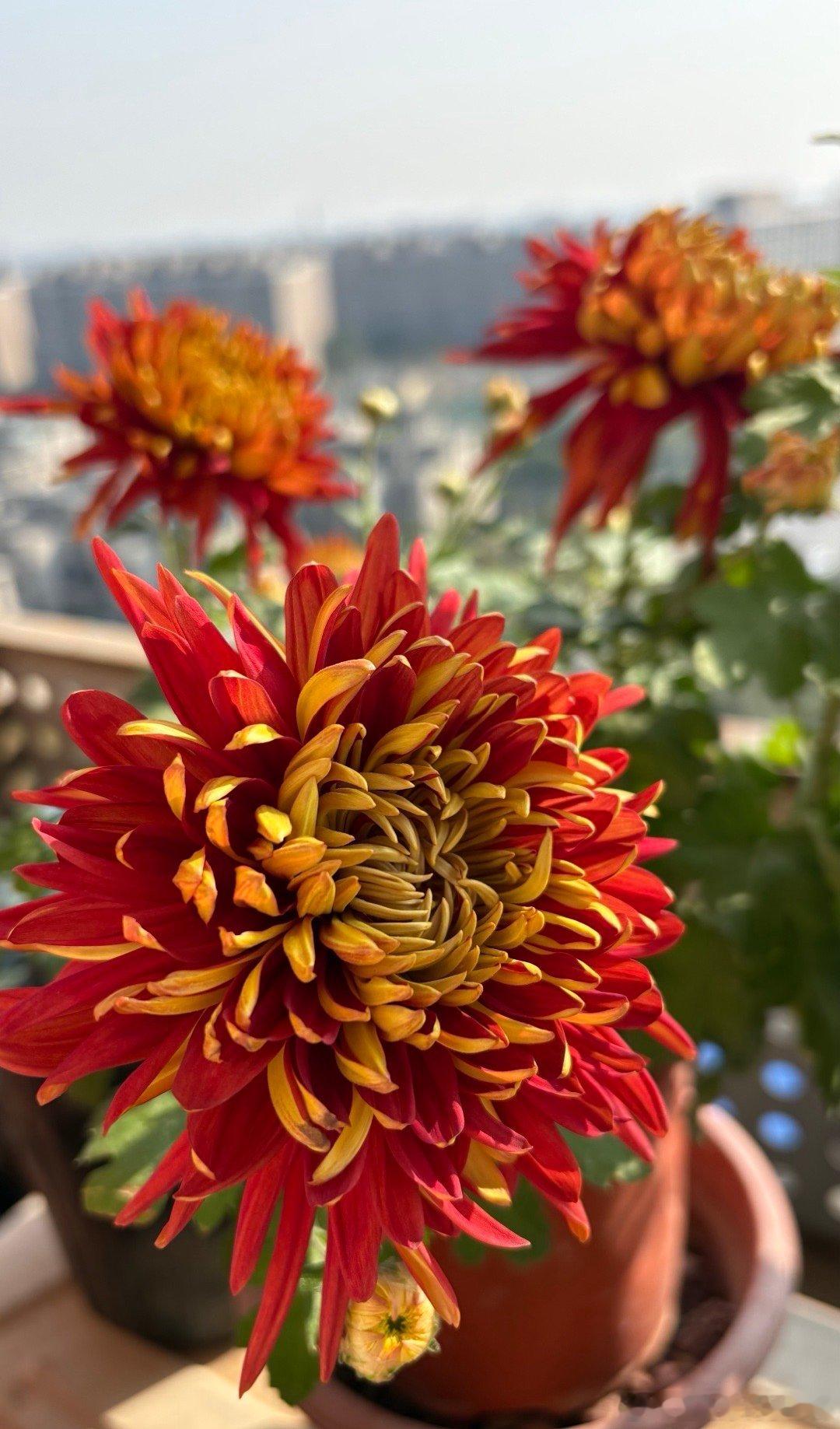 红顶金背 大红金背 ​​​