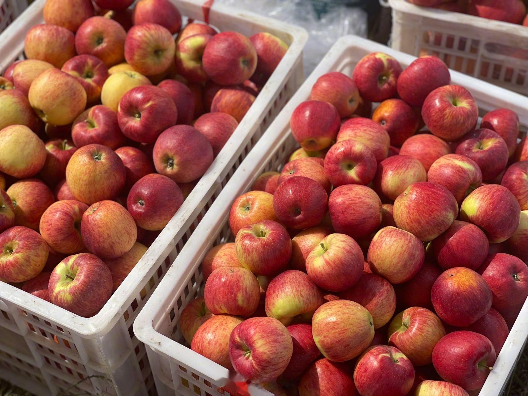 红露樱桃小苹果惊鸿归来！云南有机红露苹果，原生态，不打蜡，脆甜多汁，产地直发头茬
