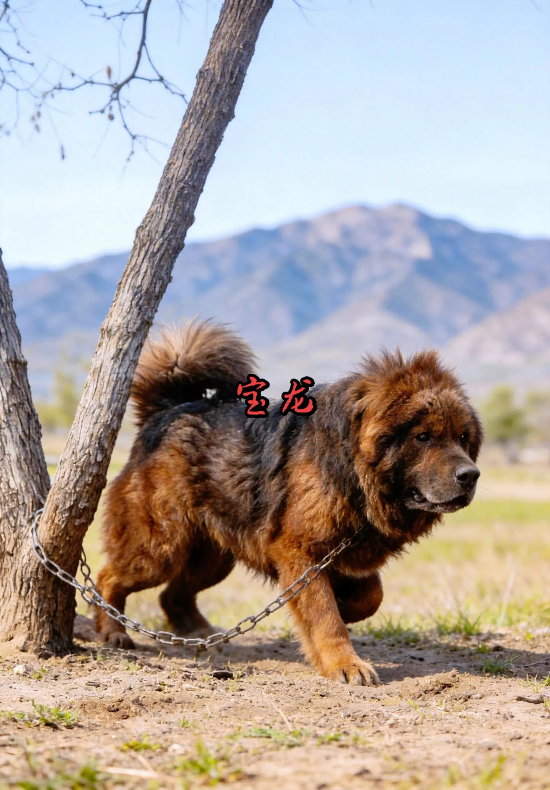 爱獒宝龙