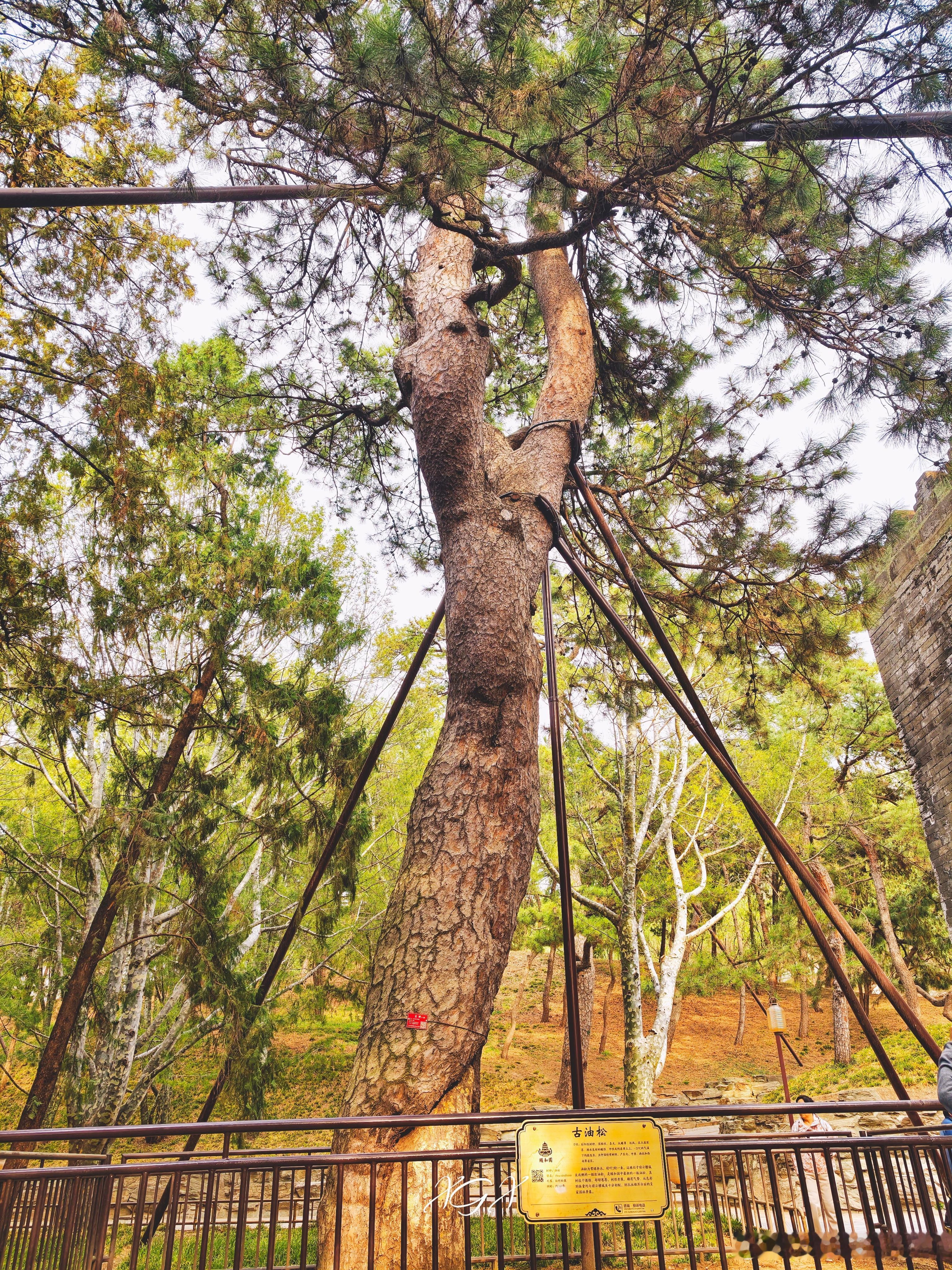 树🌲约龄310年！ ​​​