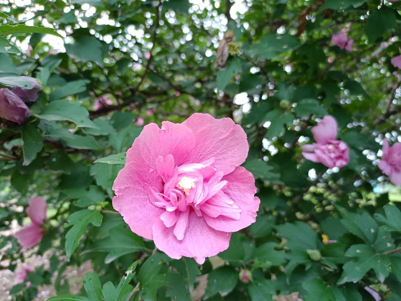 夏至时节，树上开满了美丽的木槿花。红花绿叶，美不胜收。