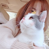 春风呆捧汽车