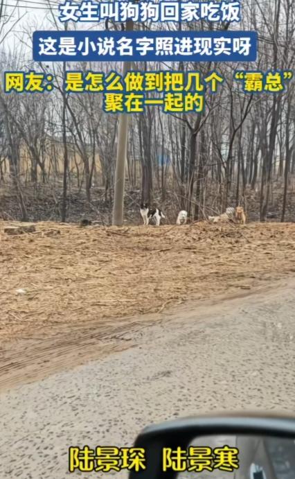 还是这女生厉害，一窝子霸总！

一女生叫狗狗回家吃饭，狗狗的名字全都是亿万总裁名