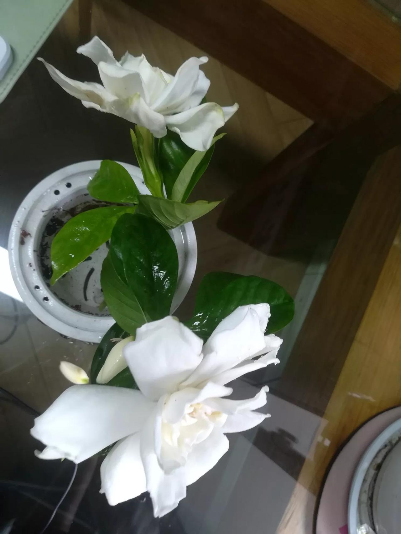院子里夏雨中的栀子花，
是一幅清新脱俗的画面。
听雨，看花，闻香，品茶🍵

栀