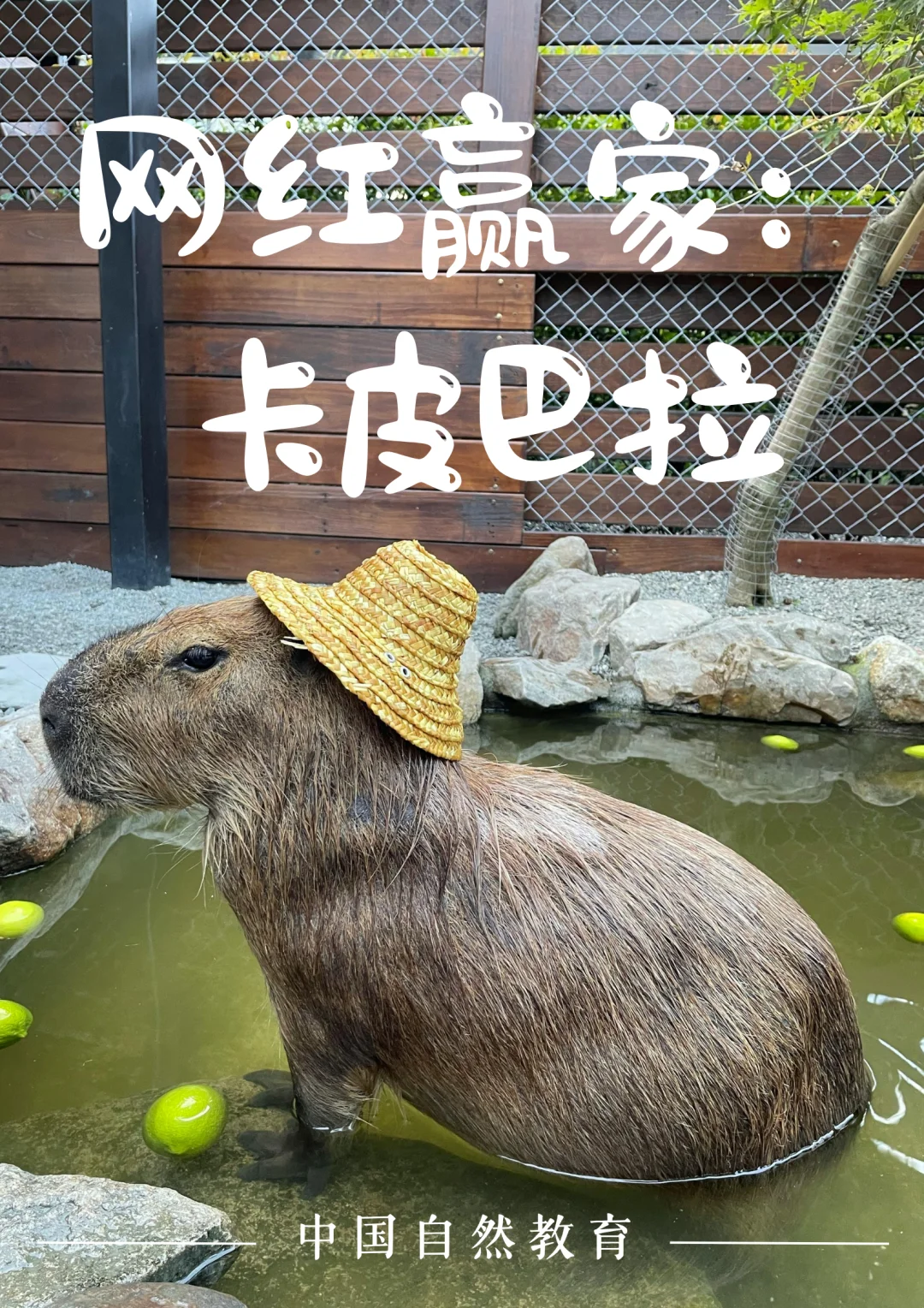 科普知识｜什么是卡皮巴拉