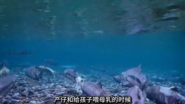 冬眠苏醒身体虚弱，棕熊妈妈努力觅食抚育幼崽