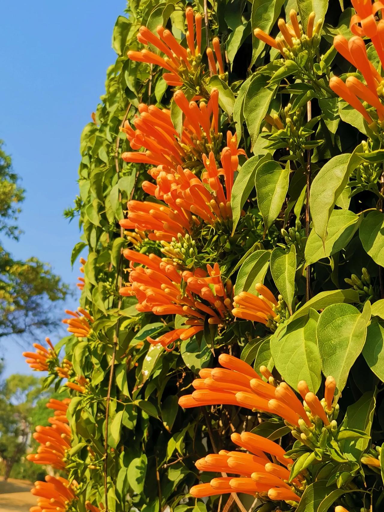 今年春节有点意思，春节前中国春节申遗成功，然后就是全网热议春节期间能不能放开燃放