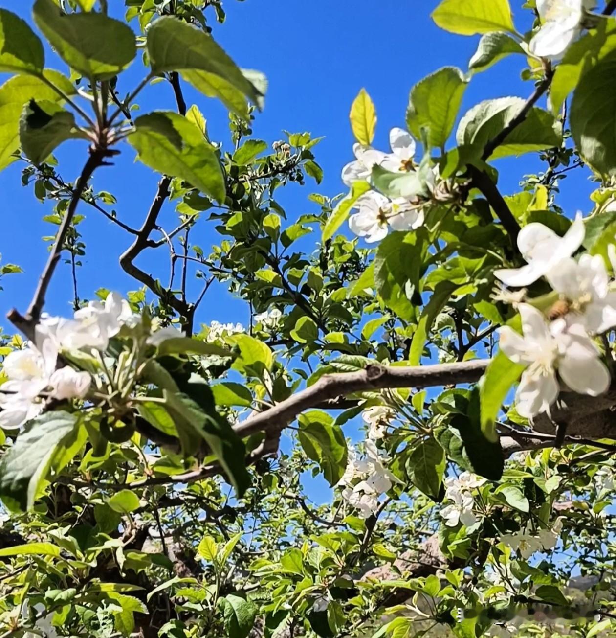 原来摘香椿也是个技术活呀！上午和田甜开车来到近郊老农的田园。

四月的风，带着泥